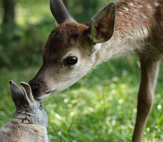 Bambi