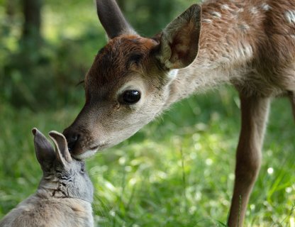 Bambi